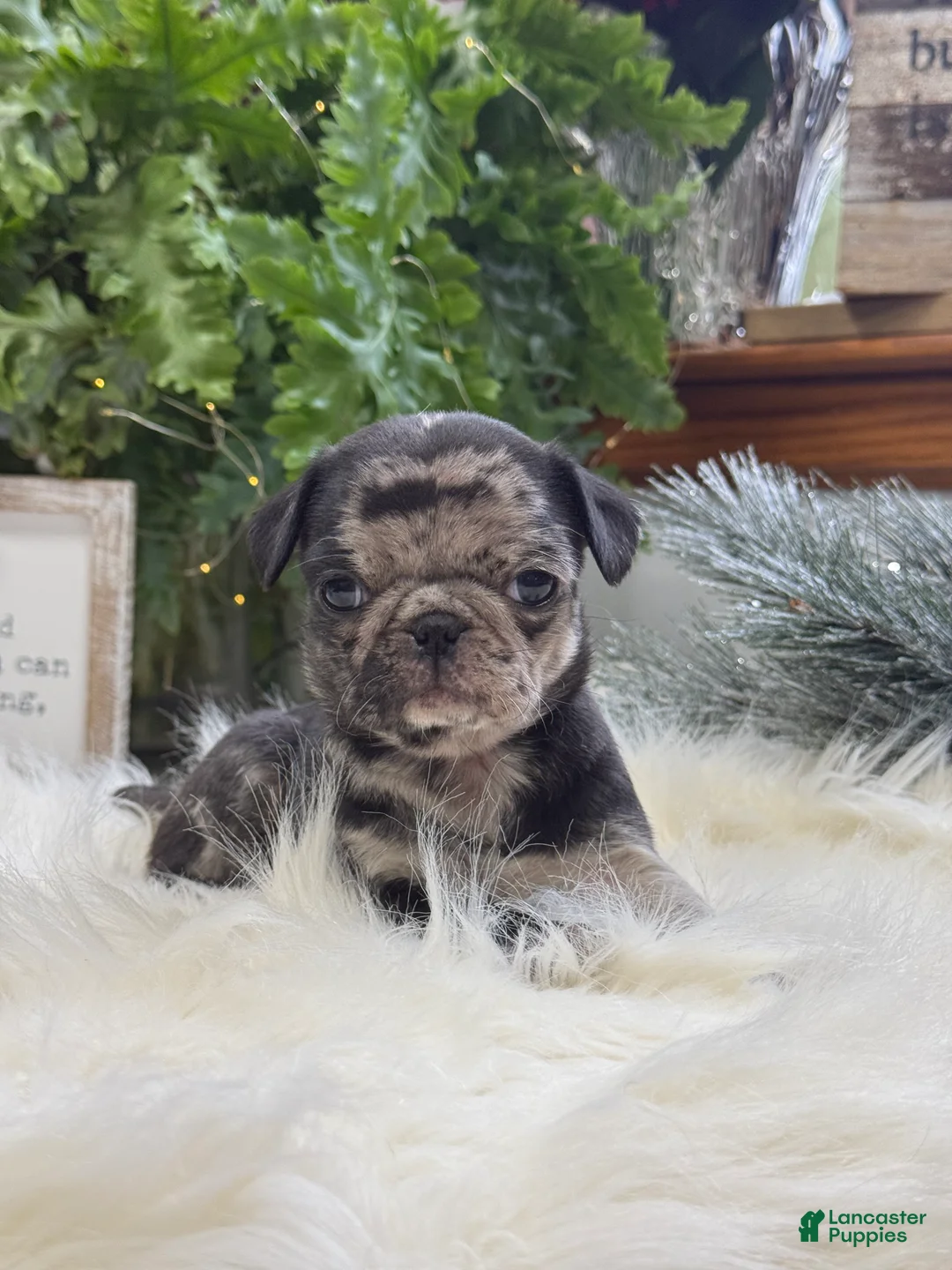Pug dogs for sale: Pixie - Ad 3