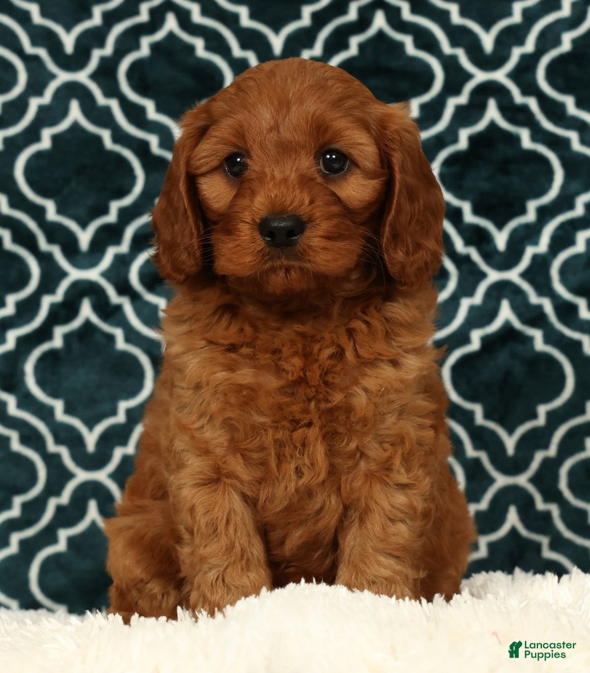 Cavapoo dogs Bruce - Ad 2