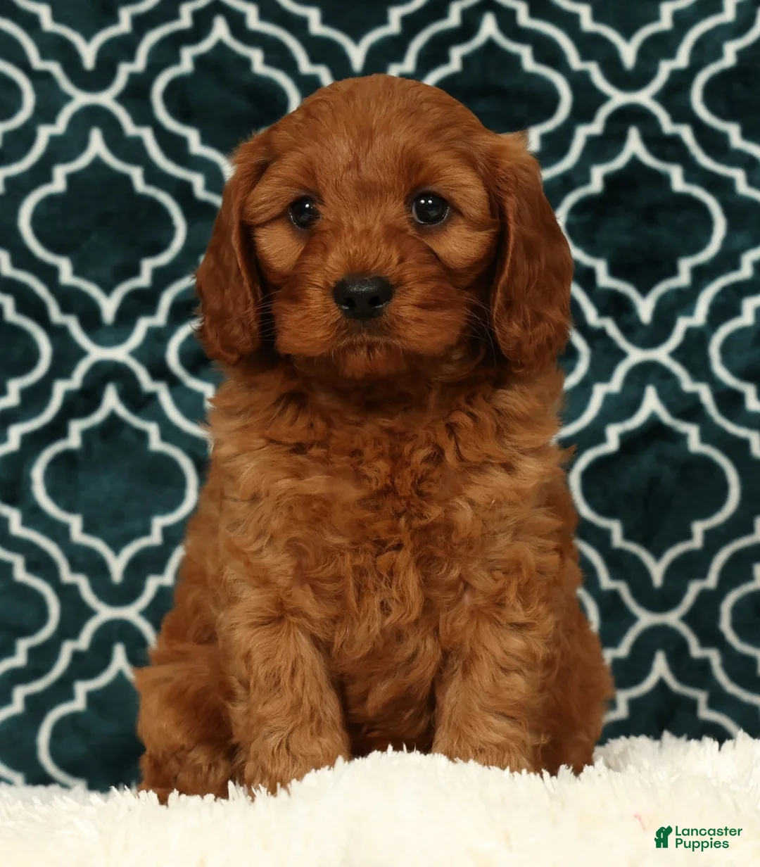 Cavapoo dogs for sale: Bruce - Ad 2