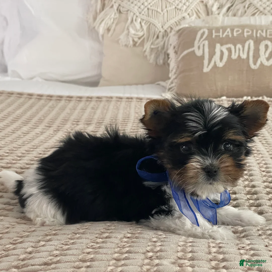 Biewer Terrier dogs for sale: Milo - Ad 7