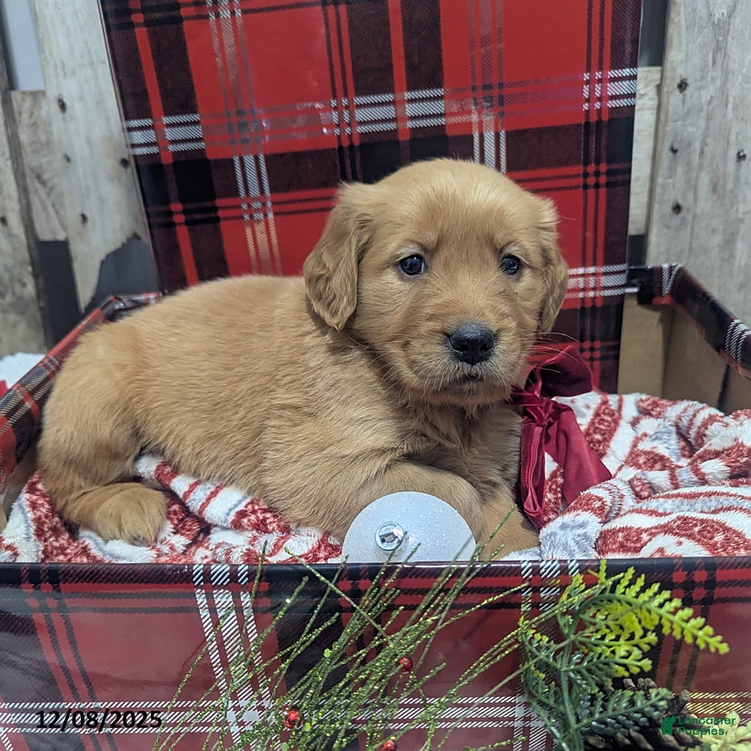 Golden Retriever dogs for sale: Hope - Ad 1