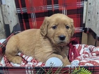 Golden Retriever dogs Hope - Ad 7