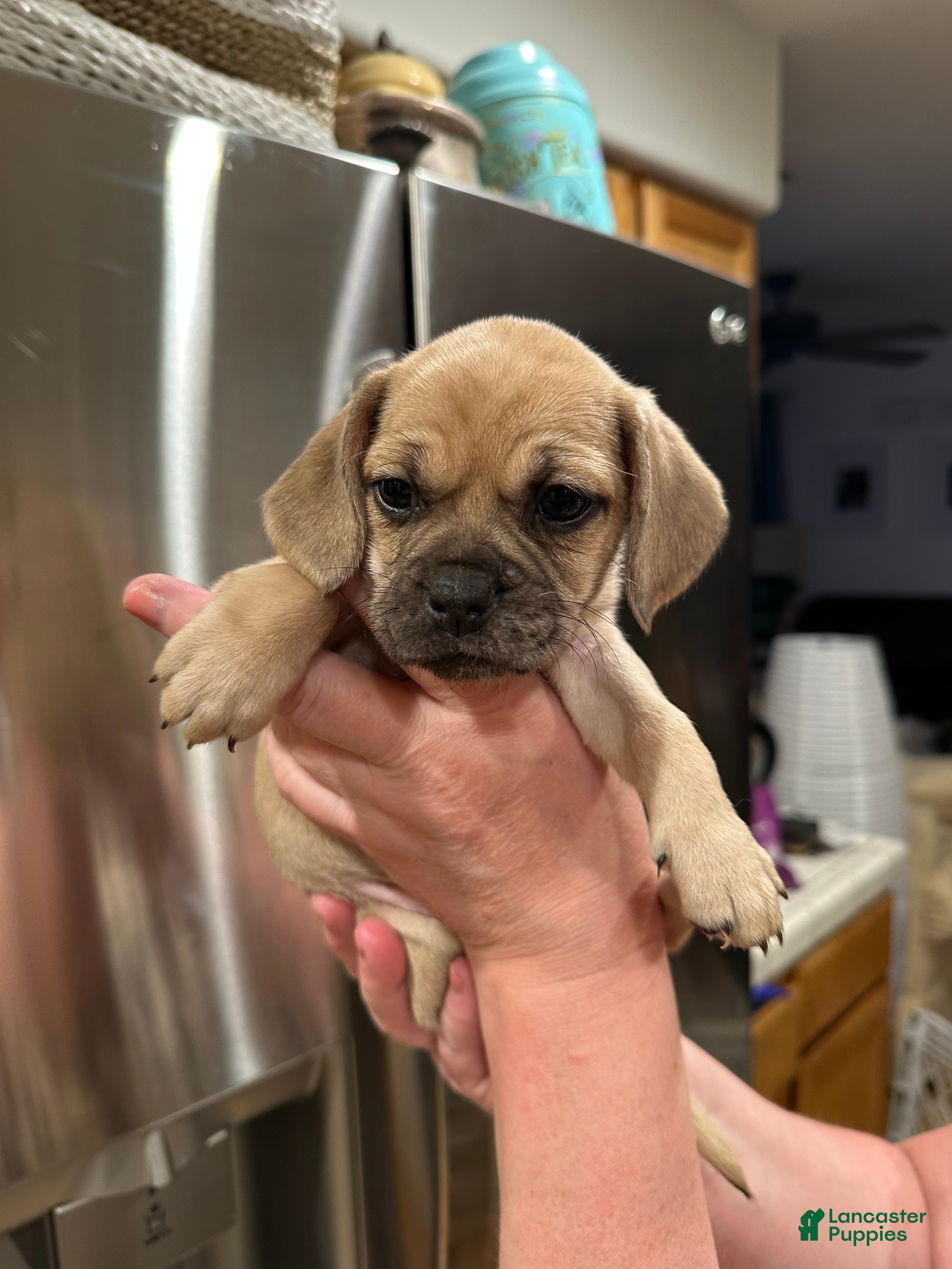 Mixed Breed dogs Mixed Breed Puppy 6 - Ad 23