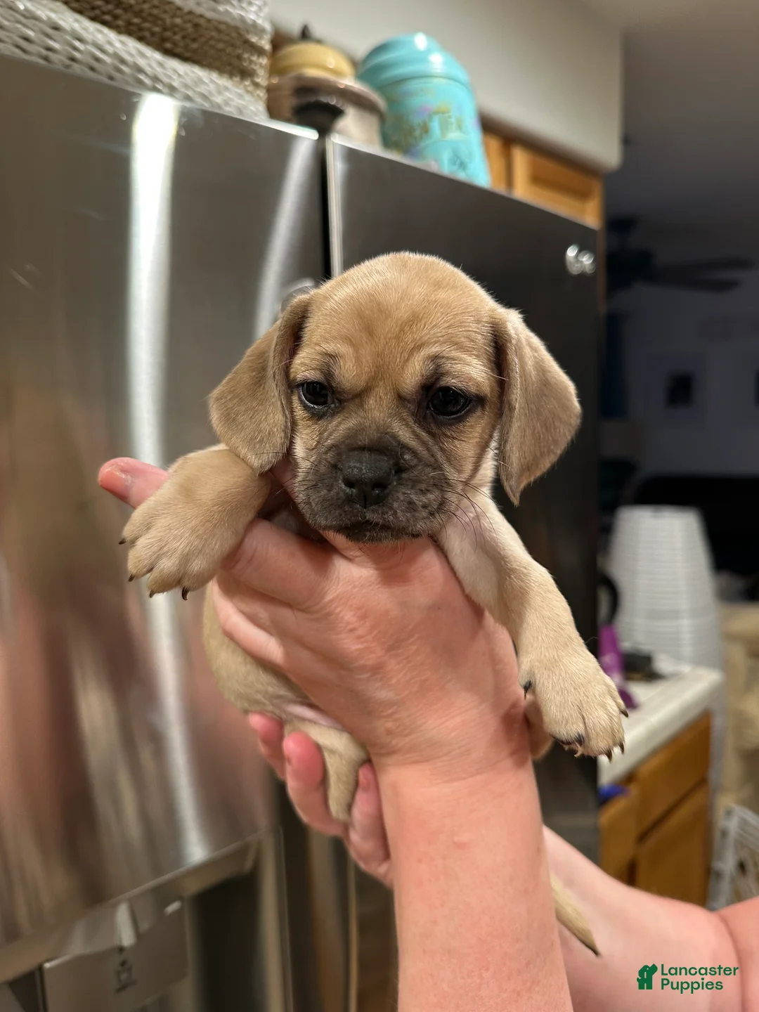 Mixed Breed dogs for sale: Mixed Breed Puppy 6 - Ad 1