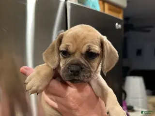 Mixed Breed dogs Mixed Breed Puppy 6 - Ad 37