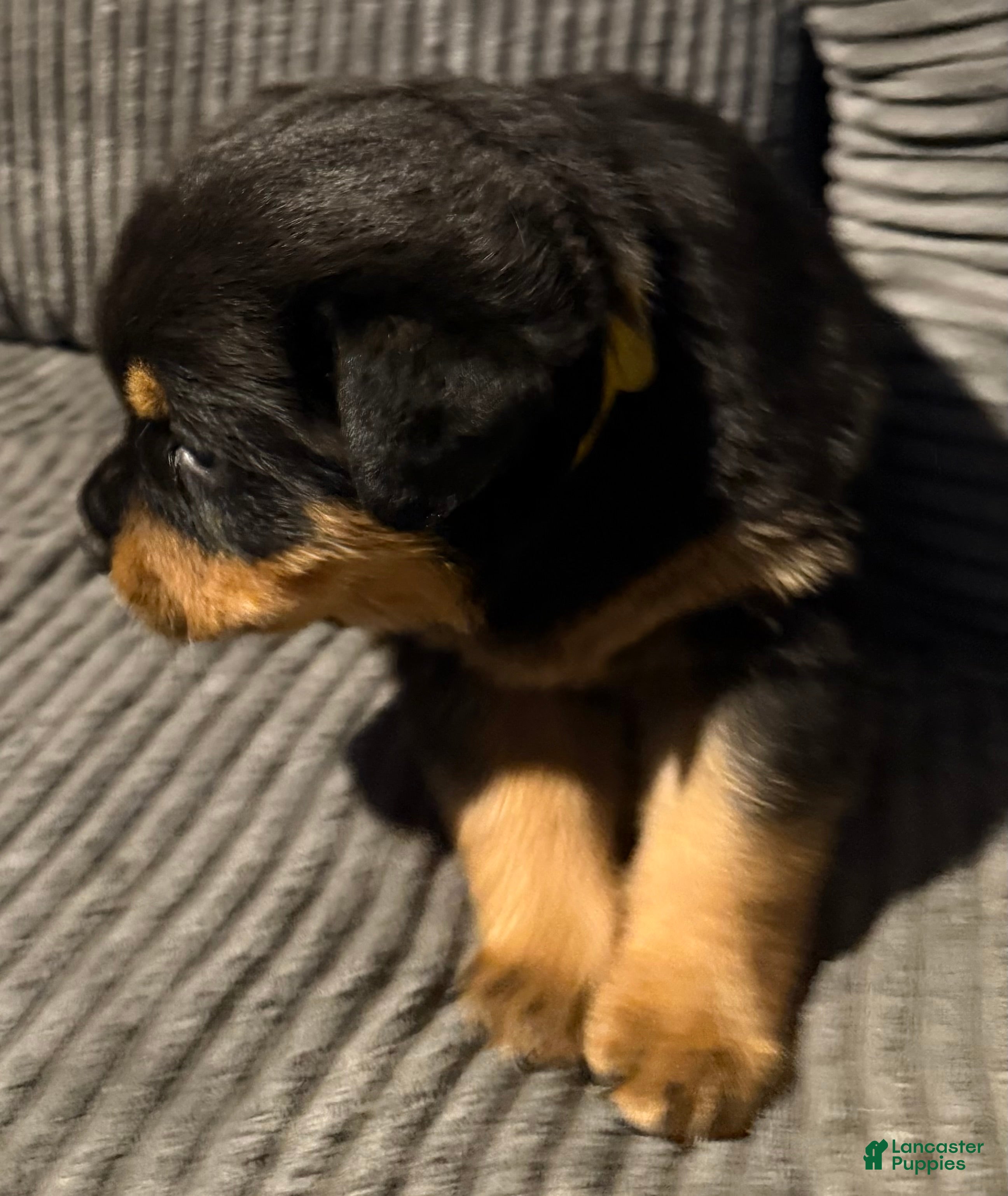 Rottweiler dogs Male 1 - Ad 2