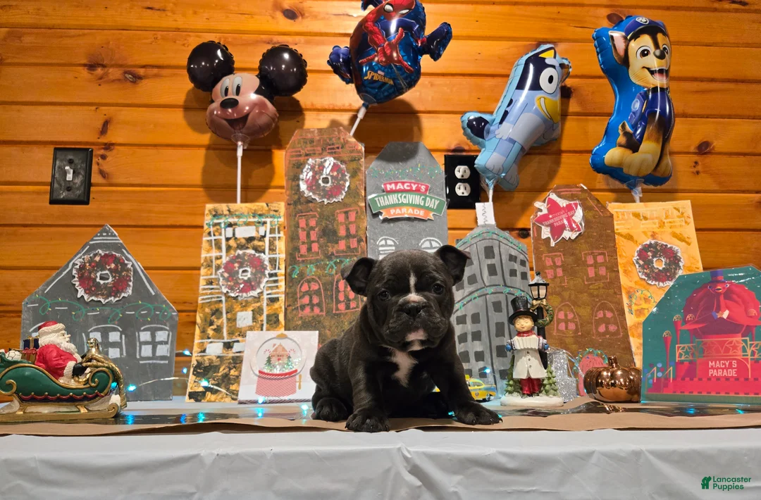 French Bulldog dogs for sale: Hope - Ad 7