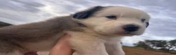 Mixed Breed dogs for sale: Little Jo - Ad 3