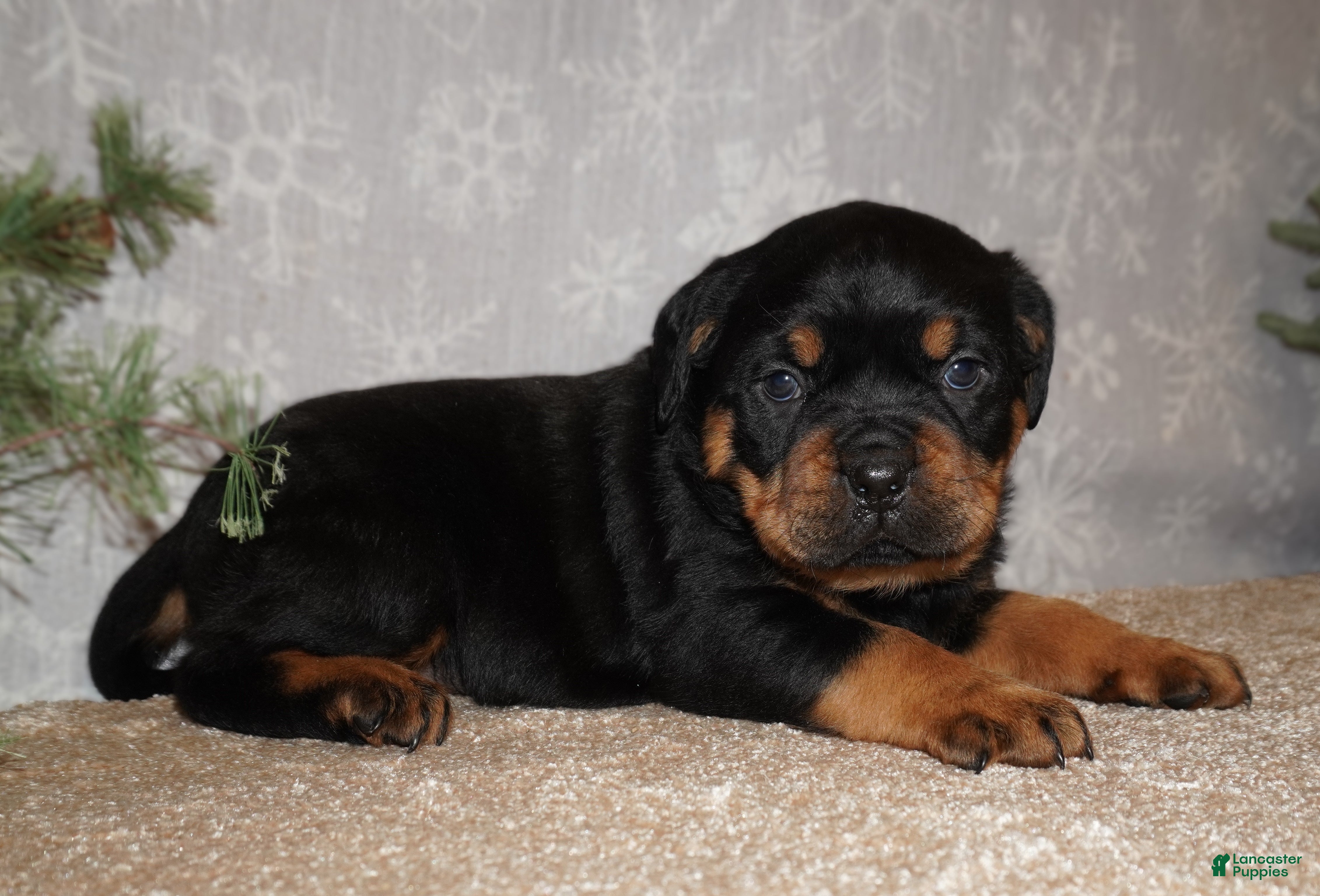 Rottweiler dogs Rocky - Ad 23