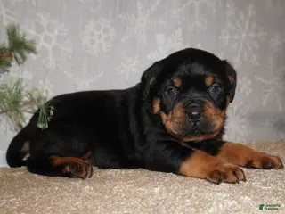 Rottweiler dogs Rocky - Ad 23