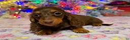 Miniature Dachshund dogs for sale: Ready 12/24/25 - Ad 42
