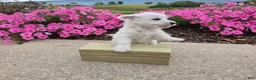 West Highland Terrier dogs for sale: Parker - Ad 7