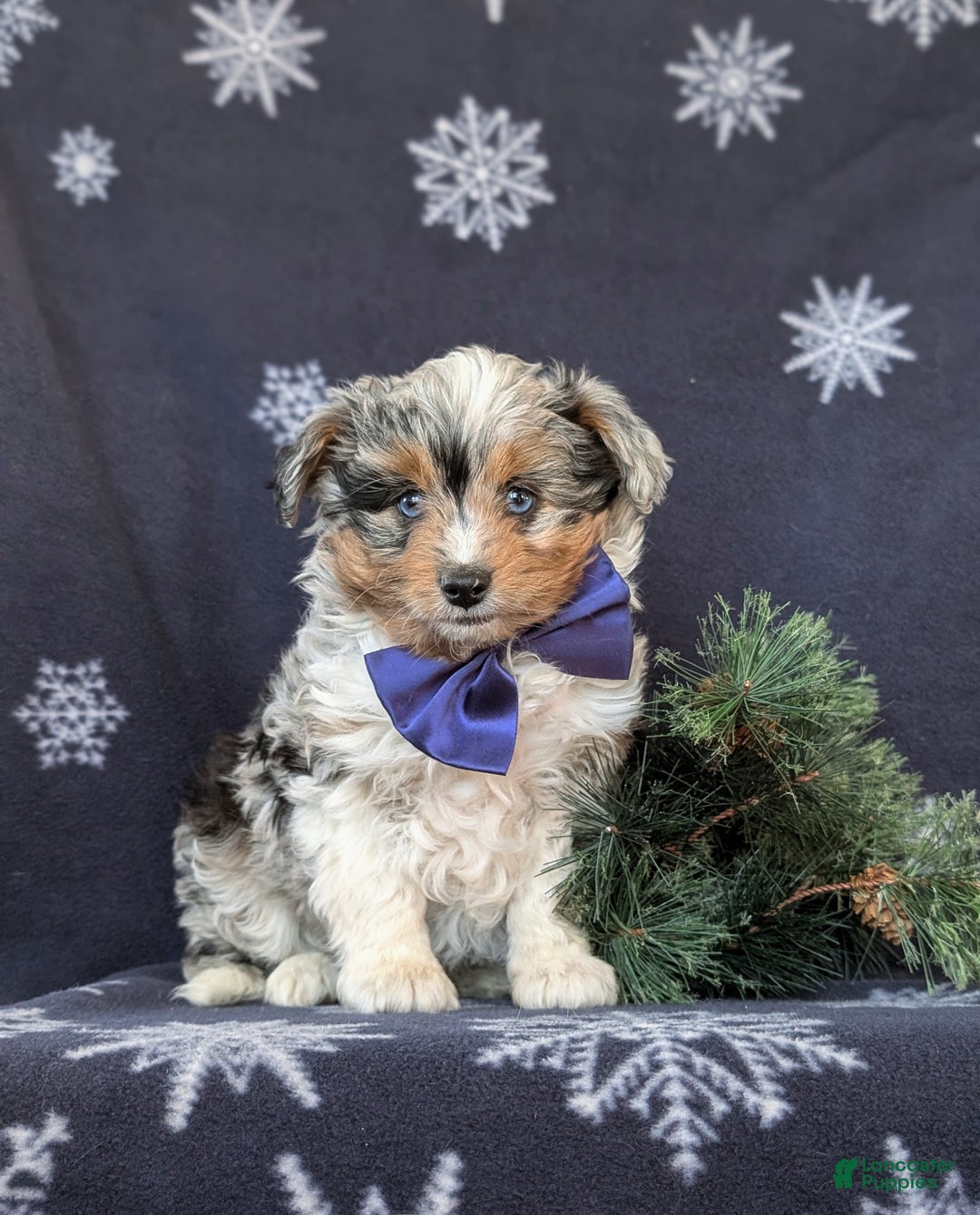 Mixed Breed dogs for sale: Barnaby - Ad 3