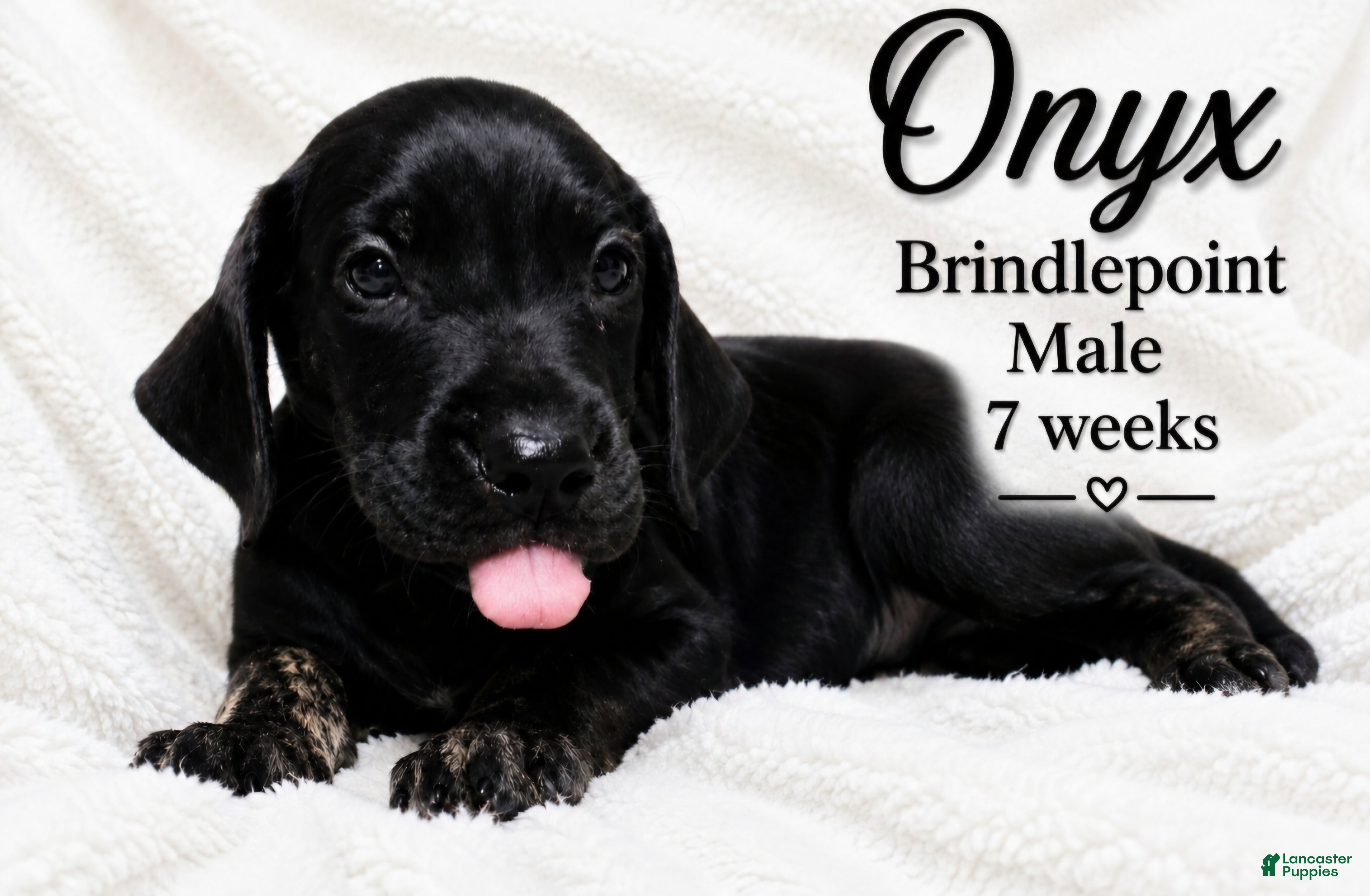 Great Dane dogs Onxy - Ad 11