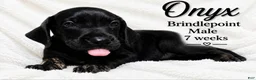 Great Dane dogs for sale: Onxy - Ad 2