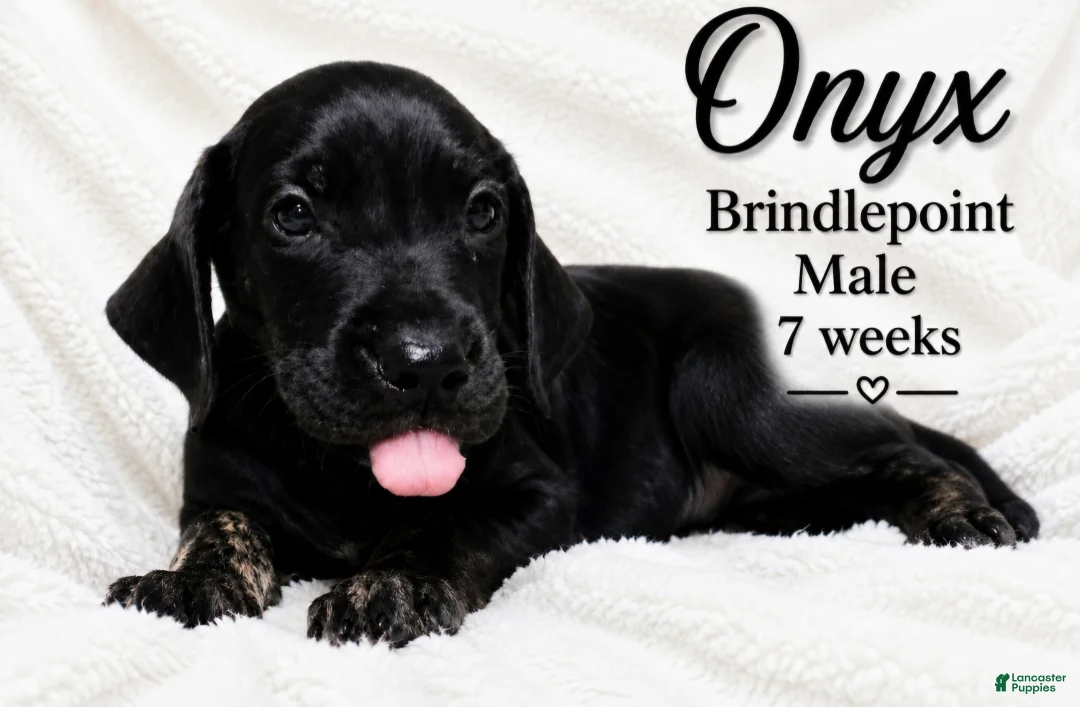 Great Dane dogs for sale: Onxy - Ad 2
