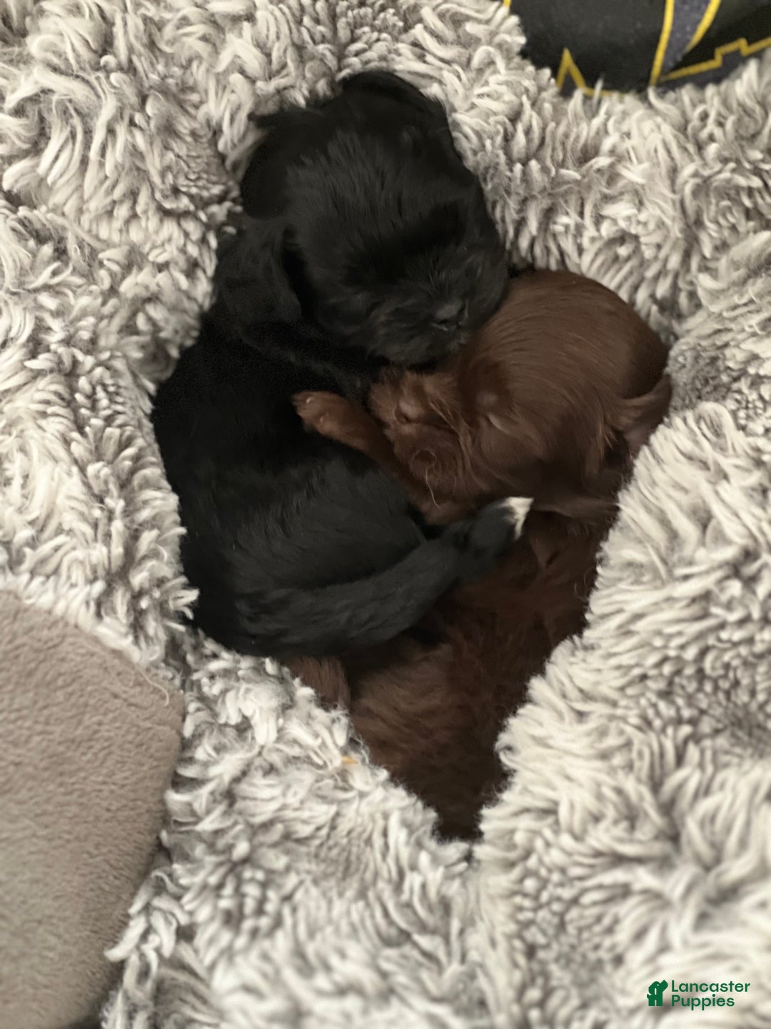 Shihpoo dogs for sale: Mila - Ad 16