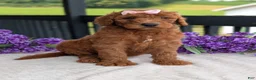Goldendoodle dogs for sale: Miss Emmie - Ad 28