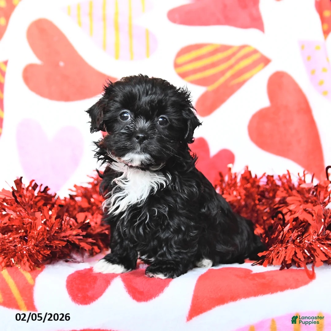 Shihpoo dogs for sale: Charm  - Ad 2