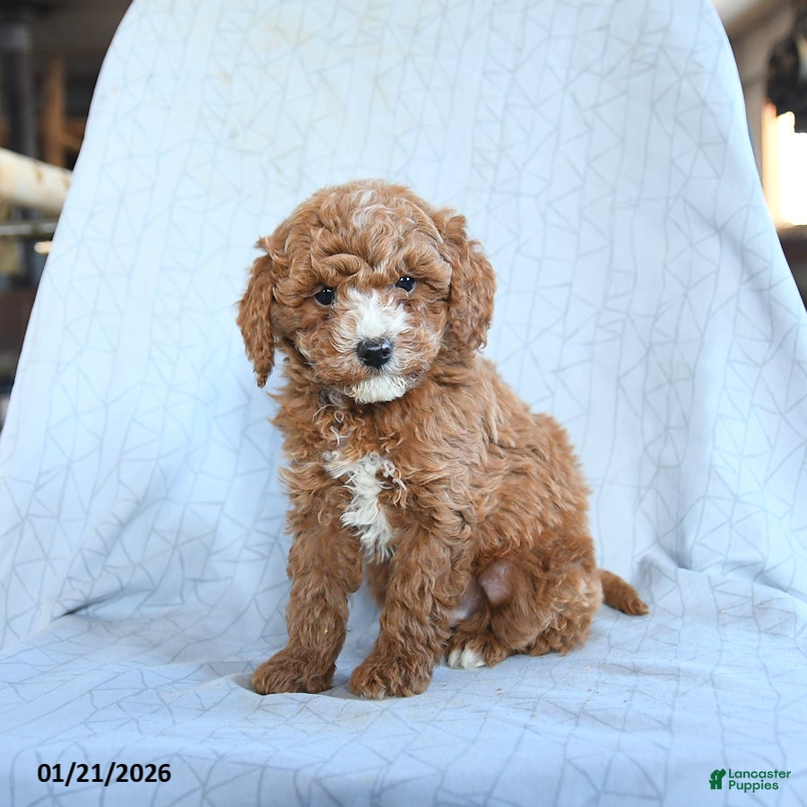Cavapoo dogs Timber - Ad 27