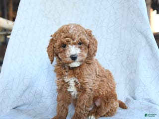 Cavapoo dogs Timber - Ad 27