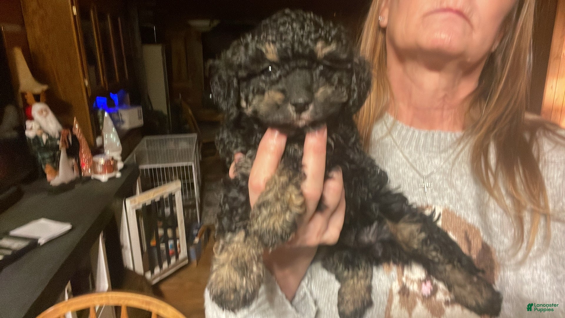 Cavapoo dogs Matilda - Ad 25