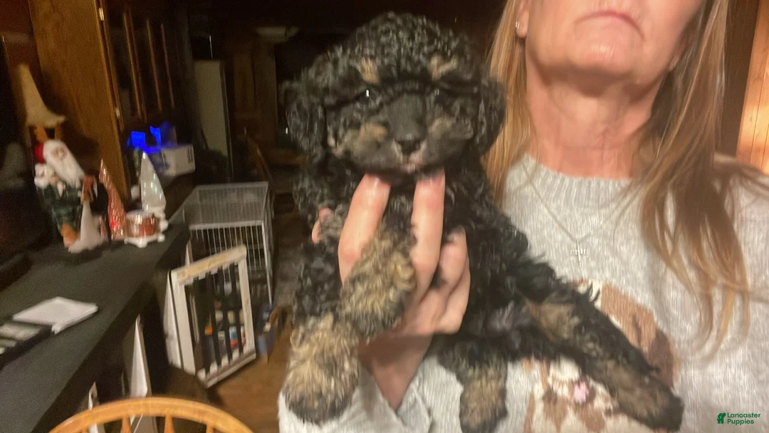 Cavapoo dogs for sale: Matilda - Ad 1