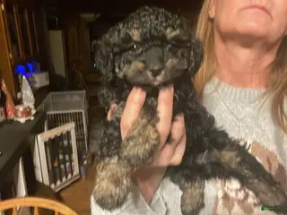 Cavapoo dogs Matilda - Ad 25