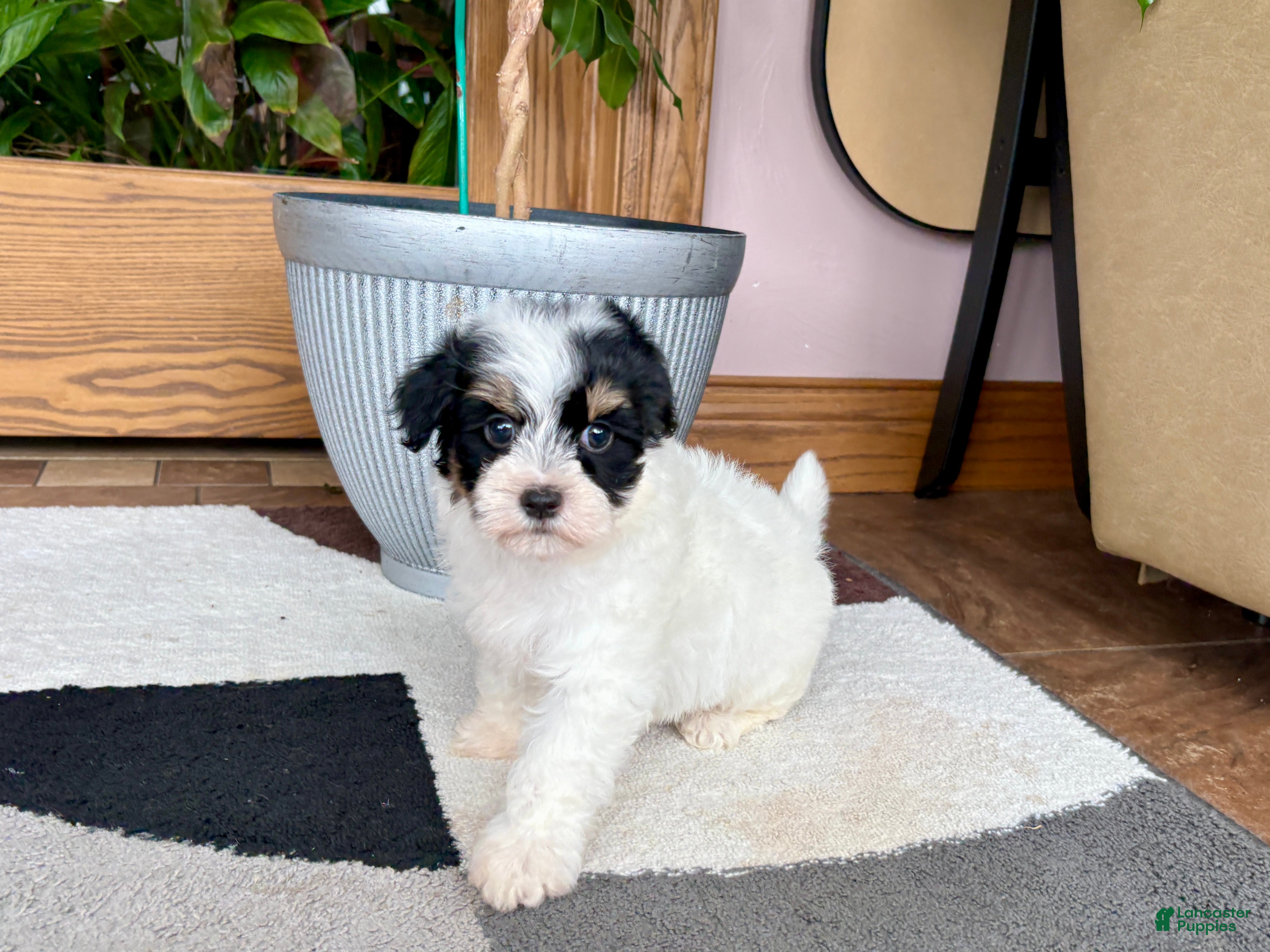 Havapoo dogs Havapoo girl 1 - Ad 1