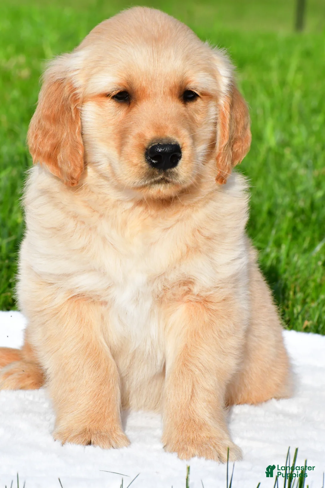 Golden Retriever dogs for sale: Max - Ad 1