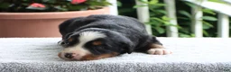 Bernese Mountain Dog dogs for sale: Kenton - Ad 1
