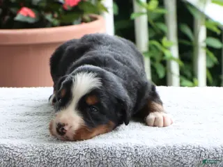 Bernese Mountain Dog dogs for sale: Kenton - Ad 1