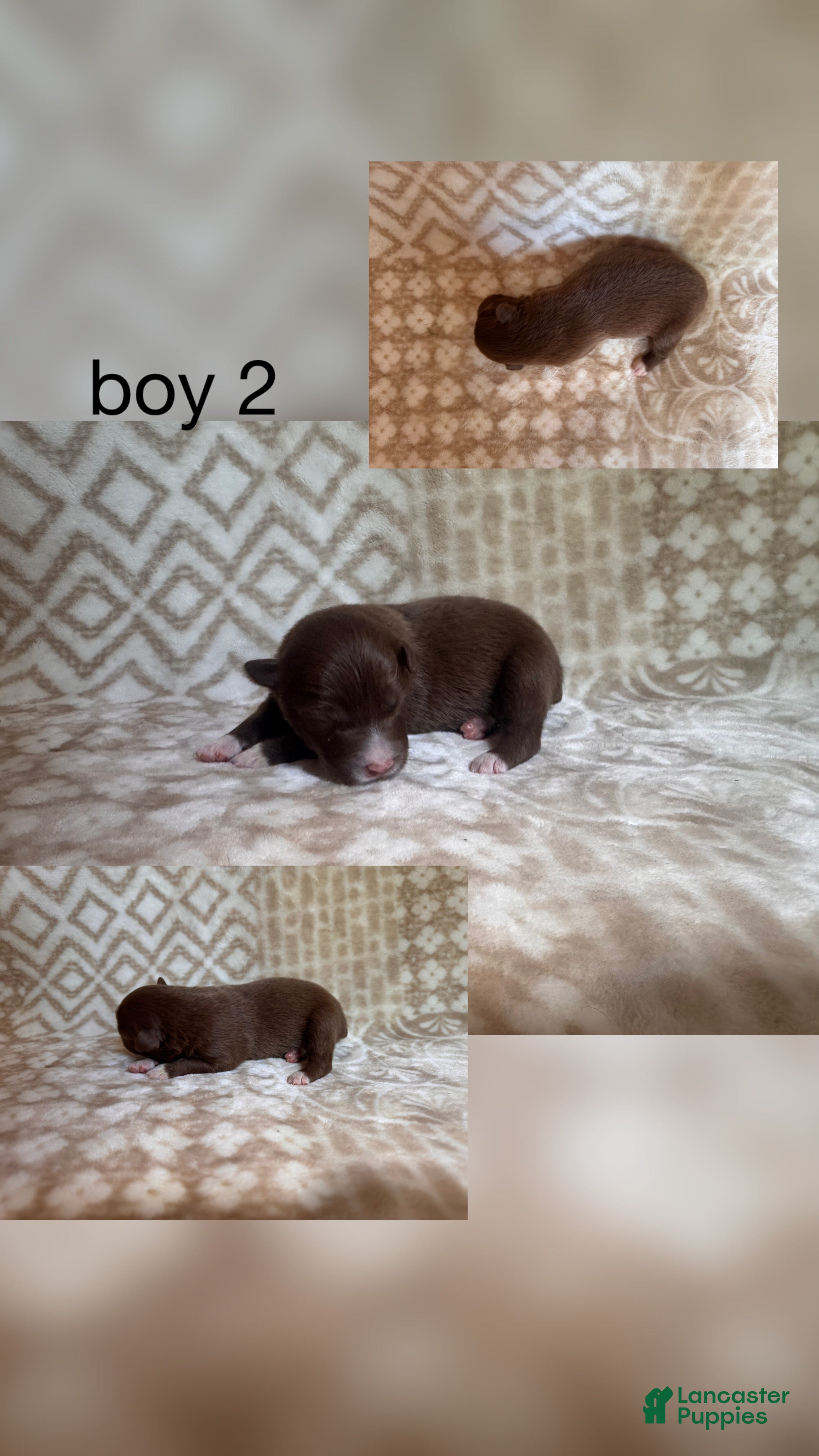 Australian Shepherd dogs Australian Shepherd Puppy Boy 2 - Ad 40