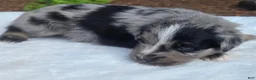 Australian Shepherd dogs for sale: Spence - Ad 3