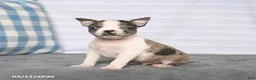 Boston Terrier dogs for sale: Rex - Ad 4