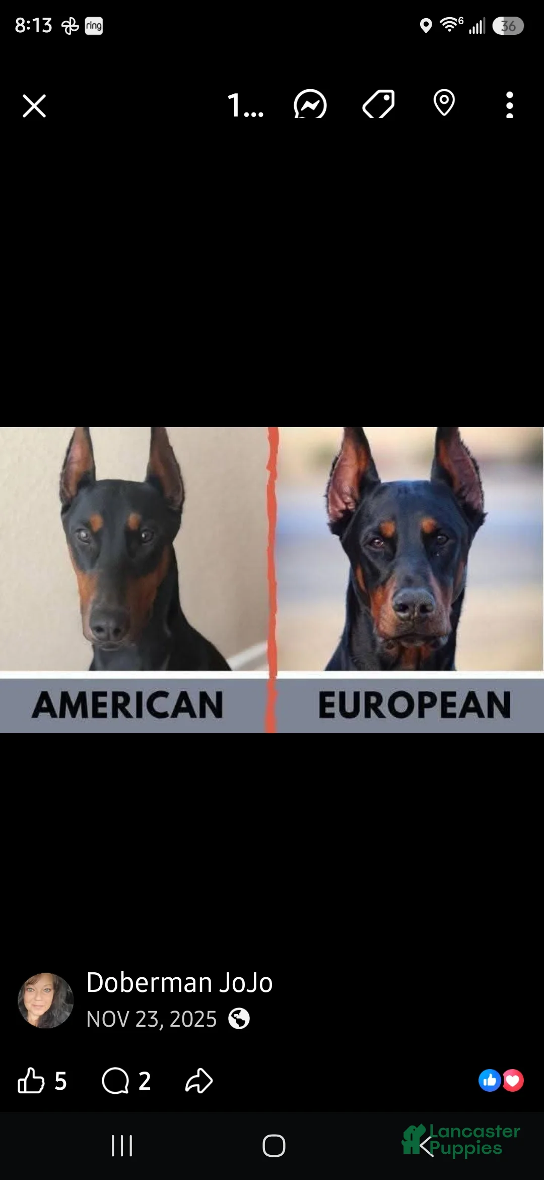 Doberman Pinscher dogs for sale: Doberman Pinscher 10 - Ad 1