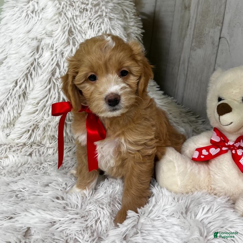 Mini Goldendoodle dogs Juliett (Miniature Girl) - Ad 5