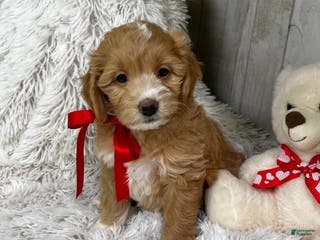 Mini Goldendoodle dogs Juliett (Miniature Girl) - Ad 40