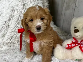 Mini Goldendoodle dogs Juliett (Miniature Girl) - Ad 4