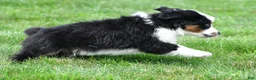 Miniature Australian Shepherd dogs for sale: Wilbur - Ad 11