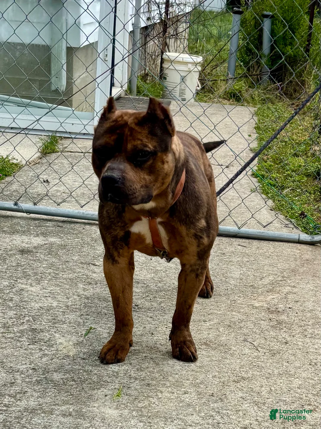 American Bully dogs for sale: Drake - Ad 5