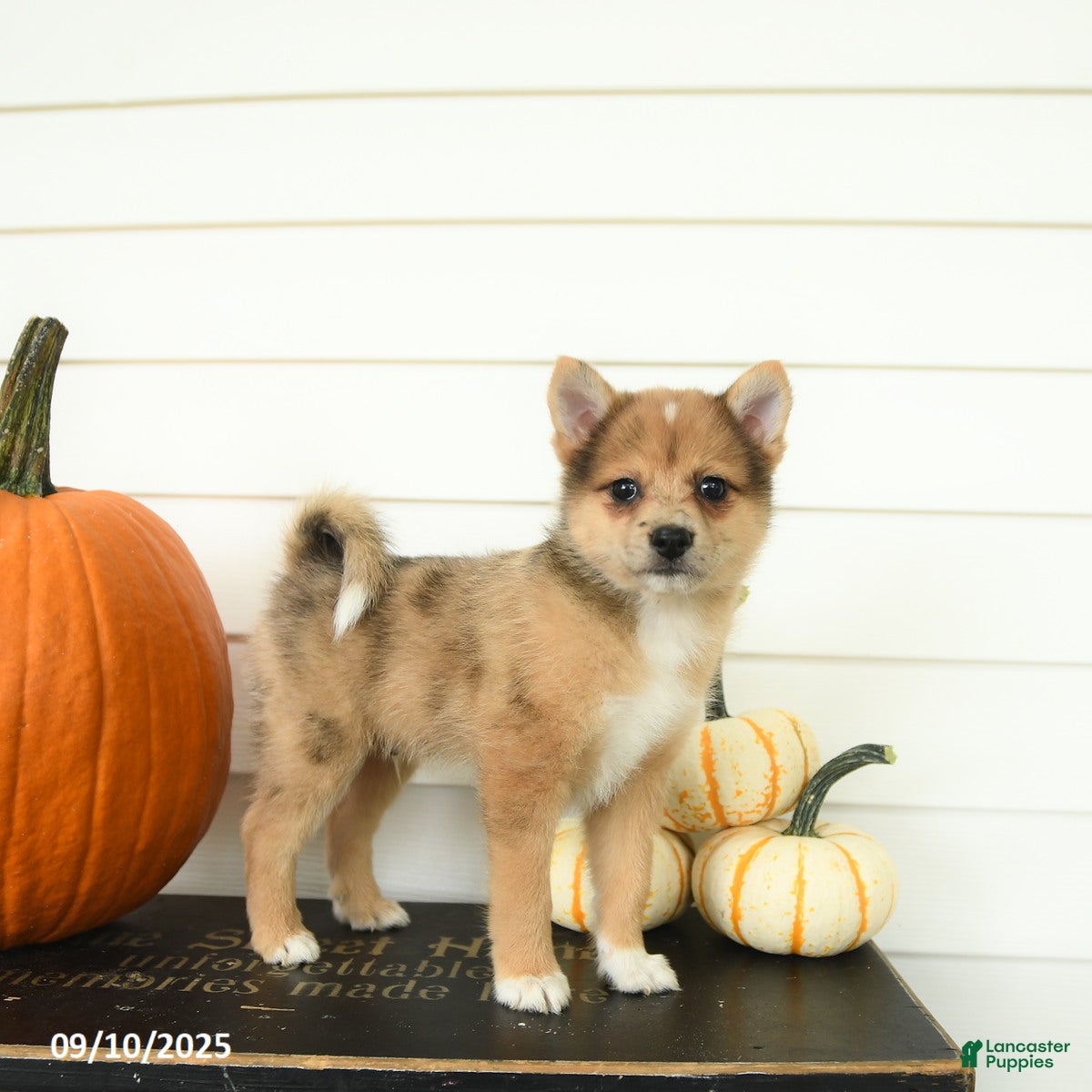 Lap Pomeranian puppies for sale Lancaster Puppies
