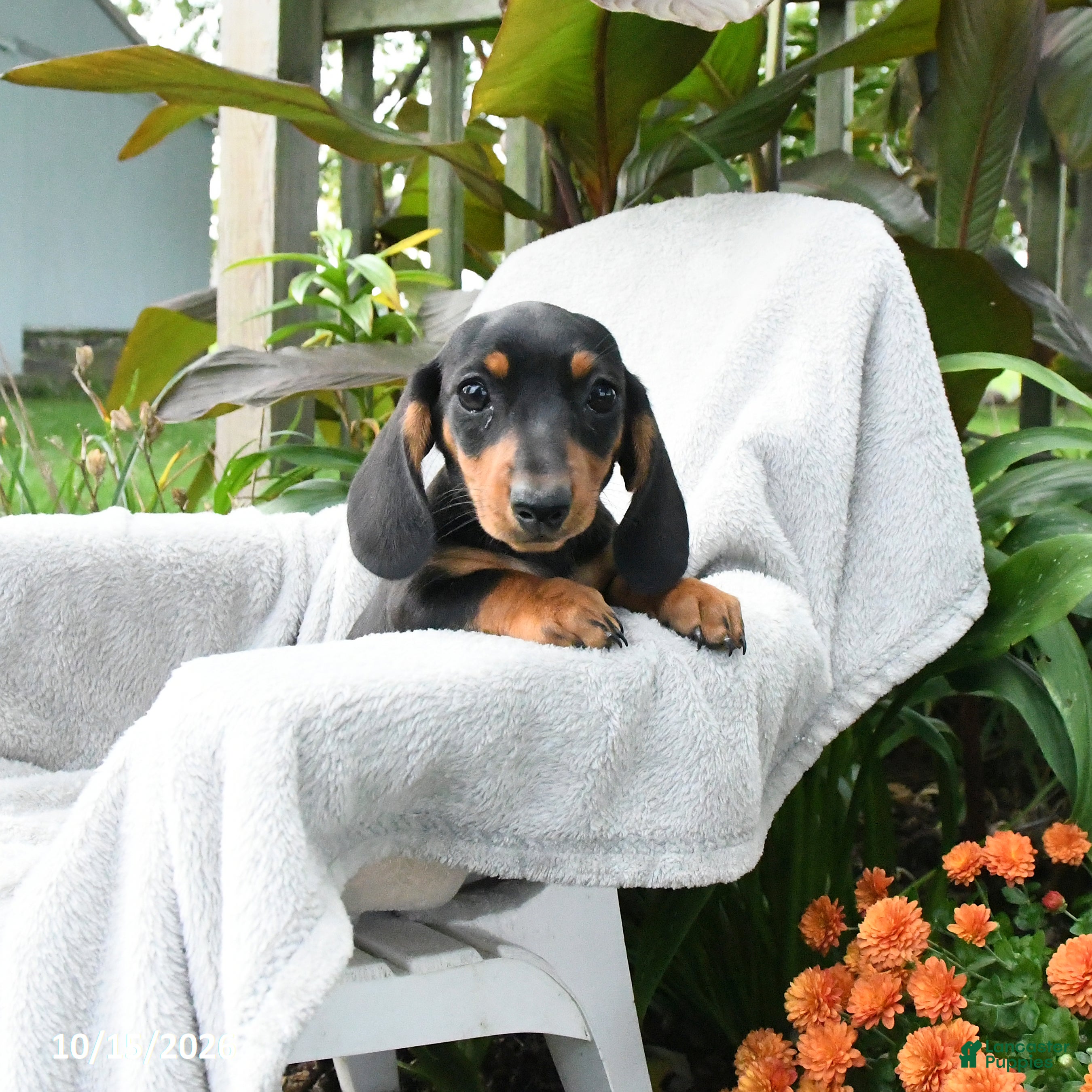 Miniature Dachshund dogs Josie - Ad 1