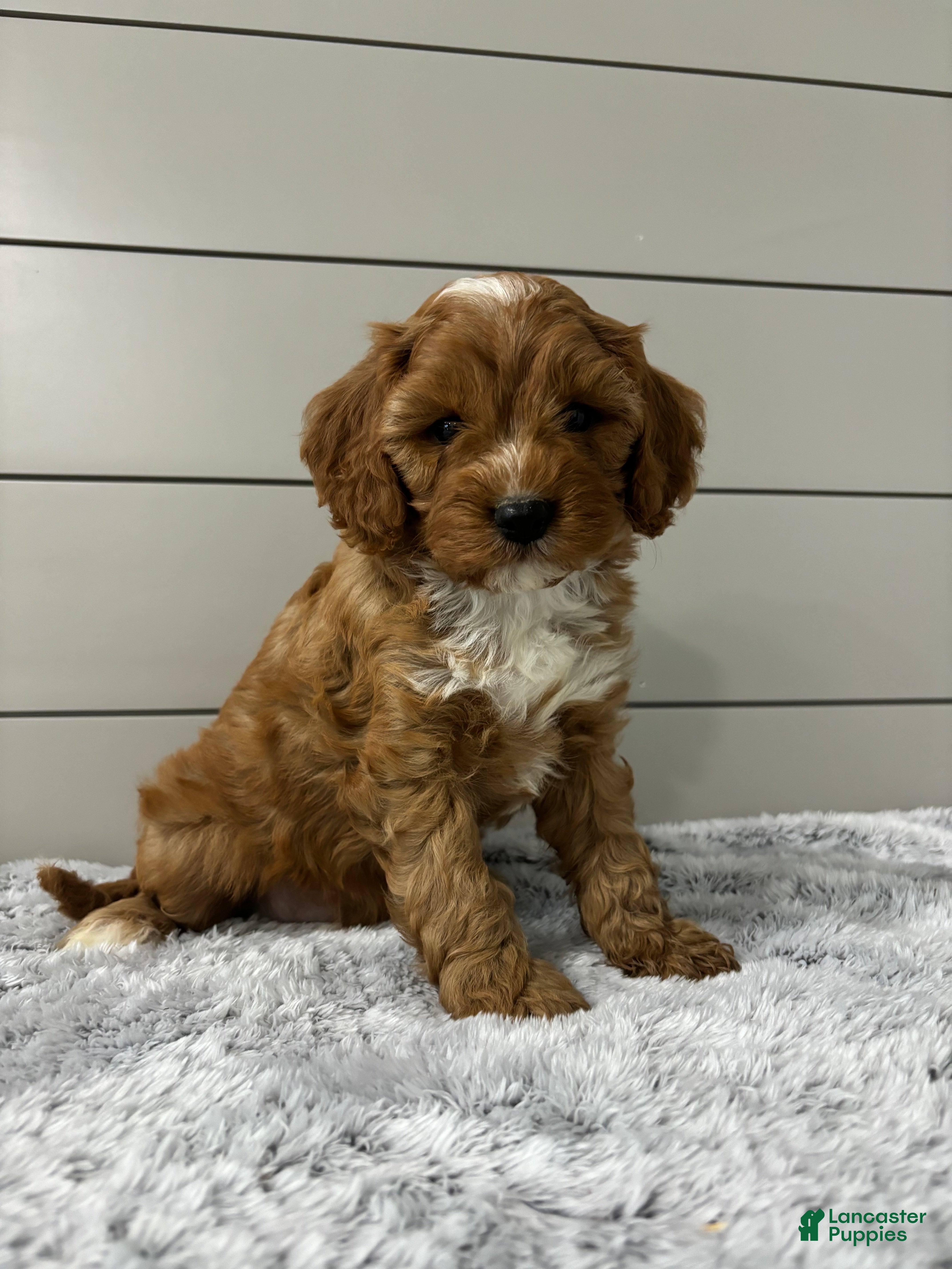 Cavapoo dogs Dawson - Ad 1