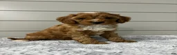Cavapoo dogs for sale: Dawson - Ad 1
