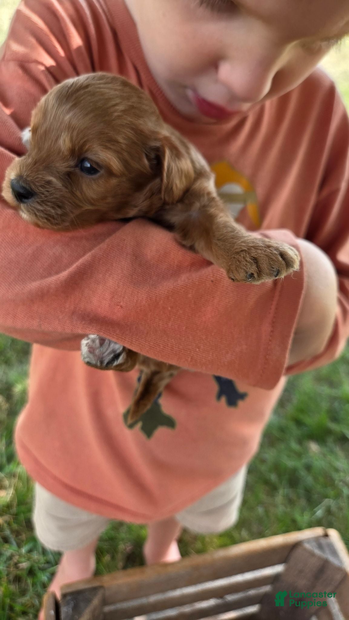 Cavapoo dogs Faith - Ad 2