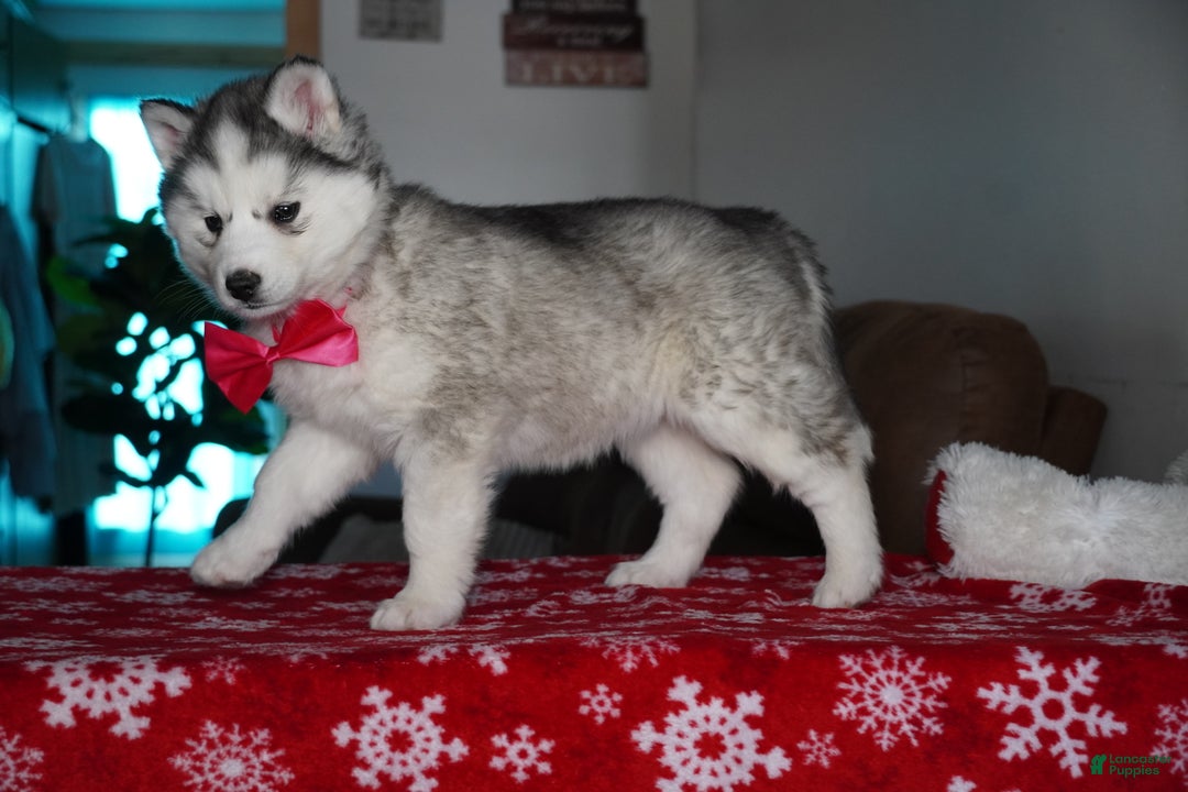 Siberian Husky dogs for sale: Lola - Ad 4