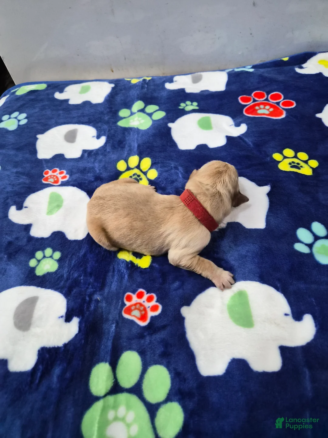 Goldador dogs for sale: Red - Ad 2