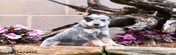 Australian Cattle Dog dogs for sale: Ashley - Ad 6