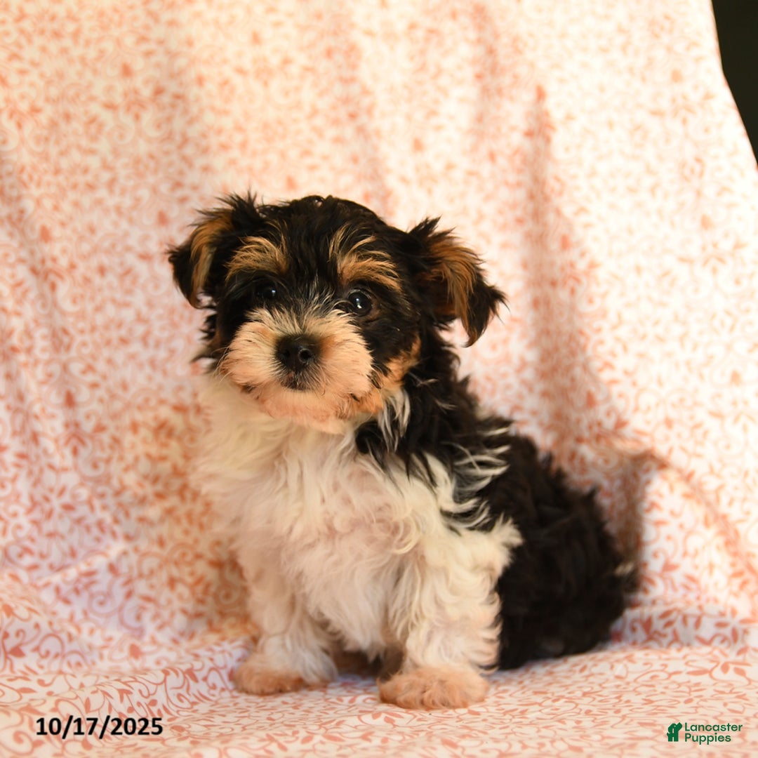 Yorkshire Terrier dogs for sale: Domino - Ad 9
